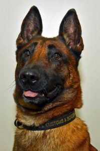 K-9 Kajo