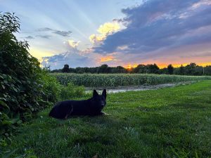 K-9 Igor