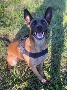 K-9 Koda