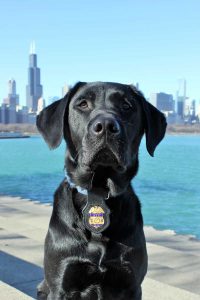 K-9 MC