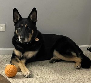 K-9 Jax