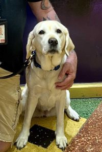 K-9 Bailey