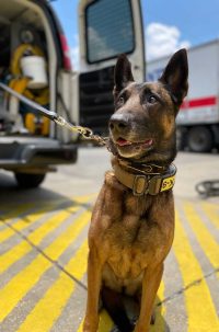 K-9 Trix