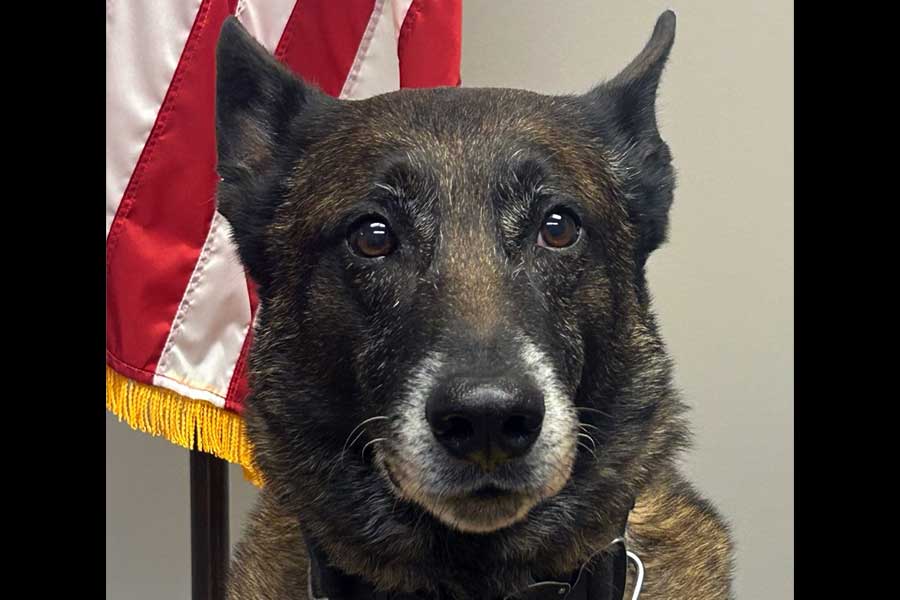 K-9 Bairon