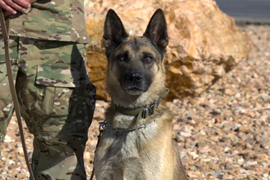 K-9 Chemy