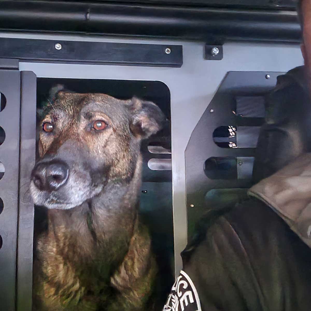 K-9 Dina