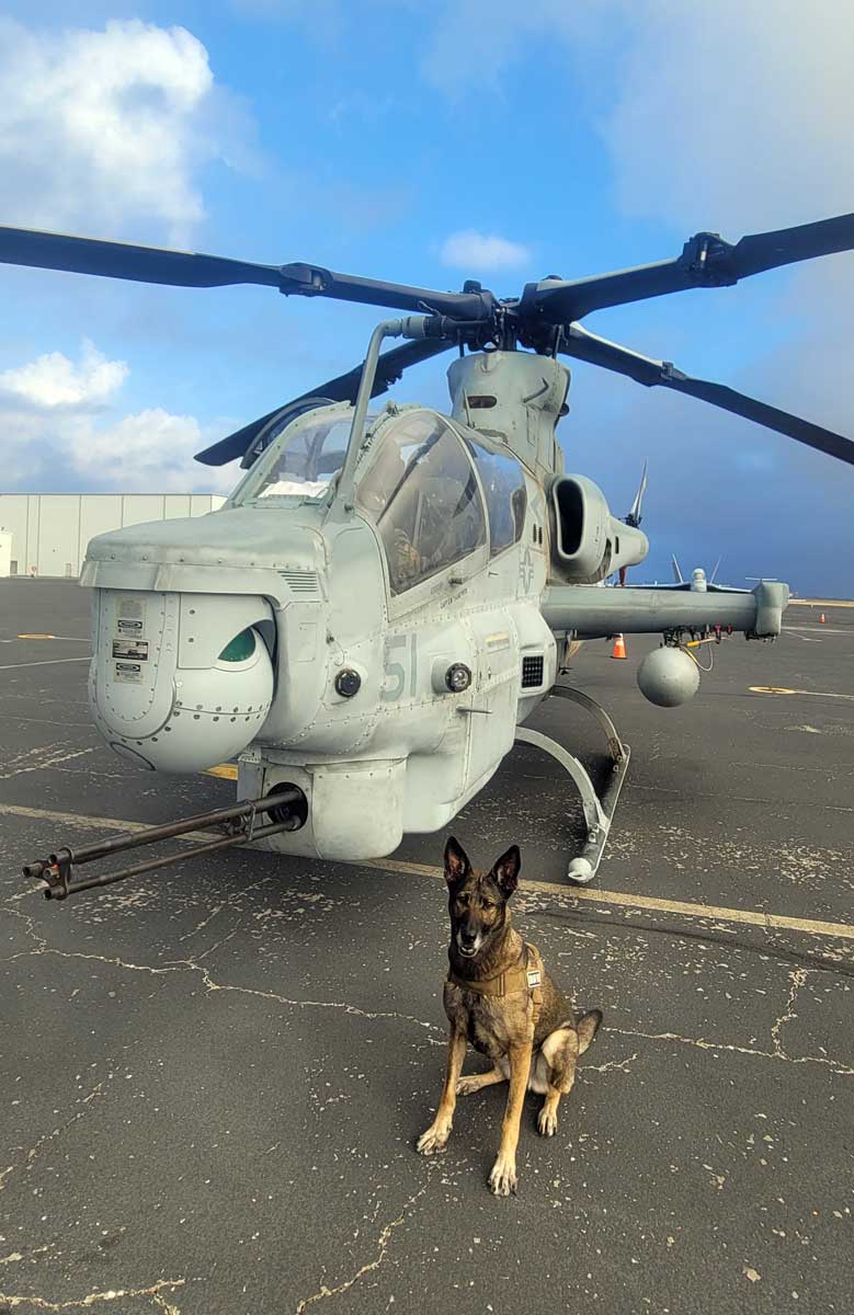 K-9 Dina