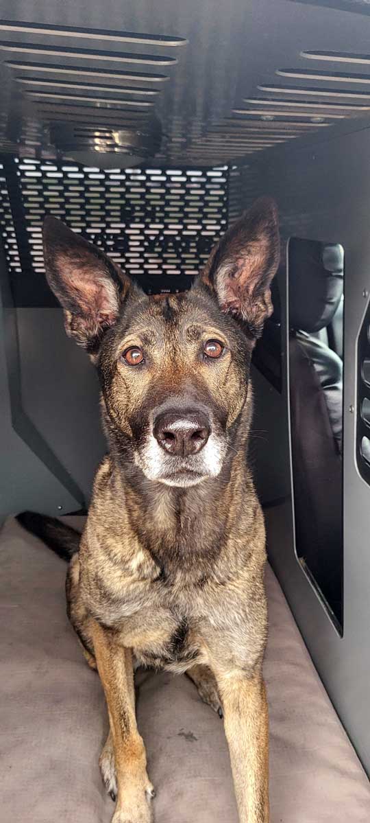 K-9 Dina