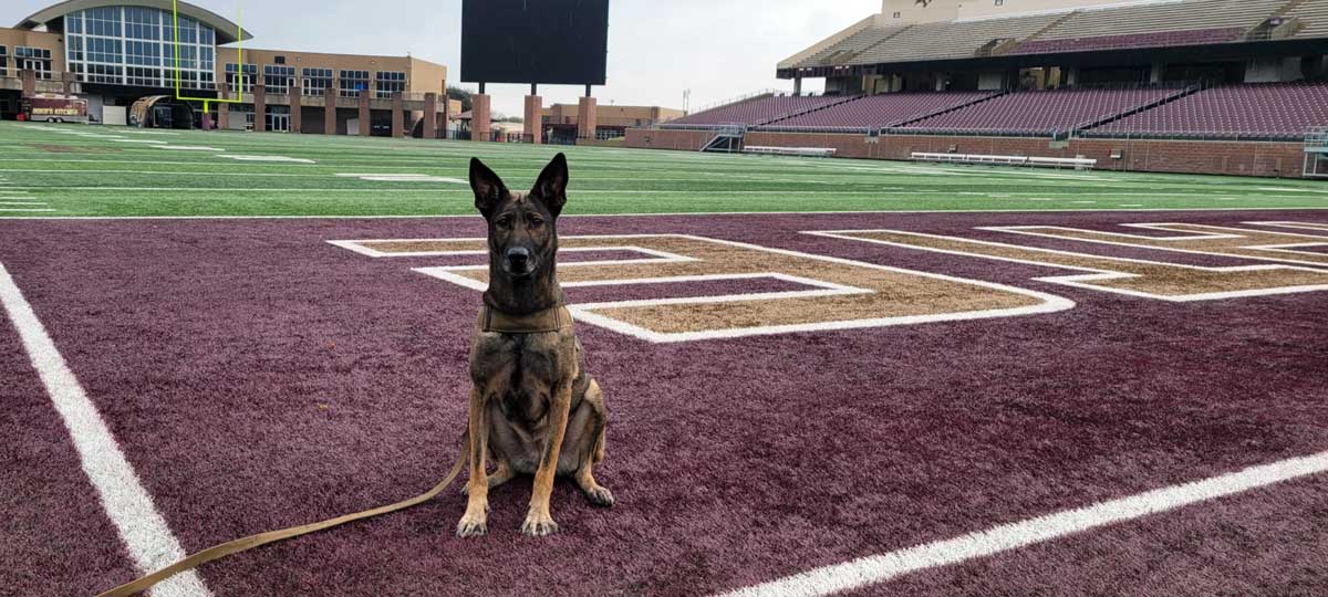 K-9 Dina