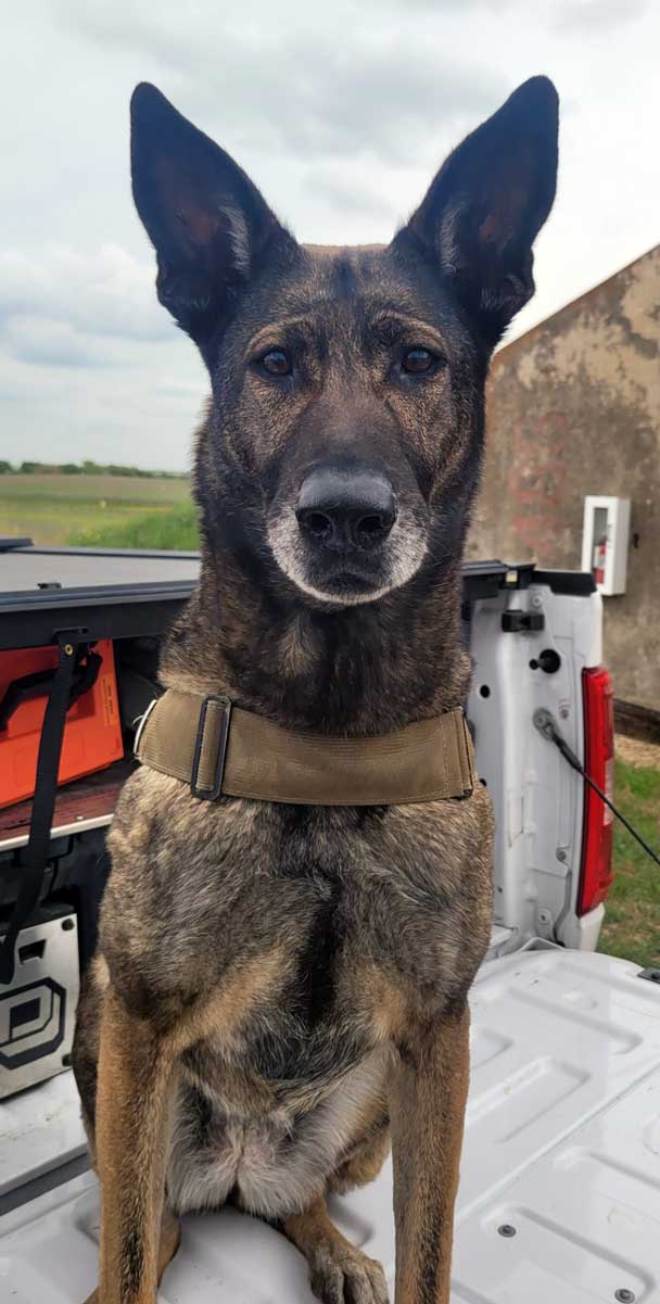 K-9 Dina