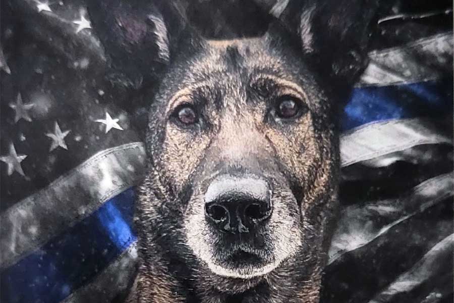 K-9 Dina