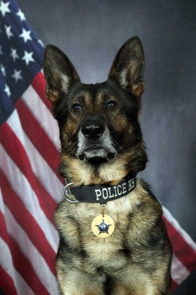 K-9 Hondo