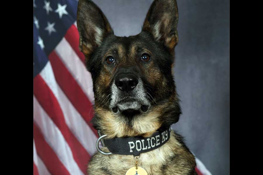 K-9 Hondo