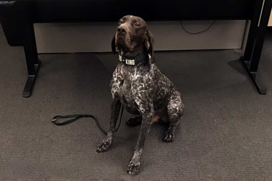 K-9 King