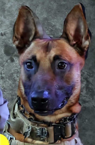 K-9 Lambo