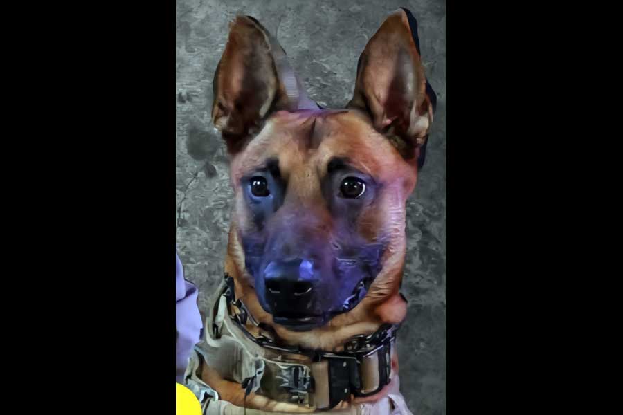 K-9 Lambo
