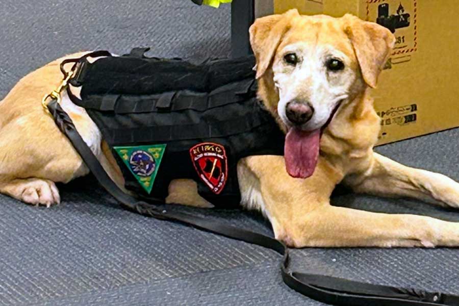 K-9 Riddle
