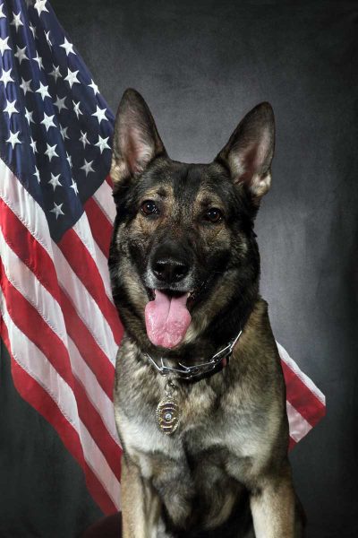 K-9 Scout
