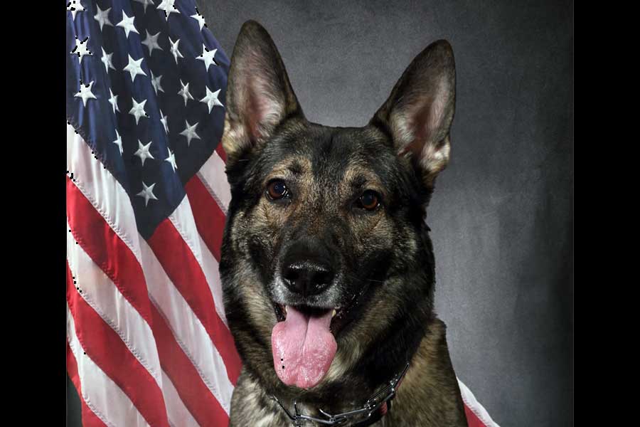 K-9 Scout