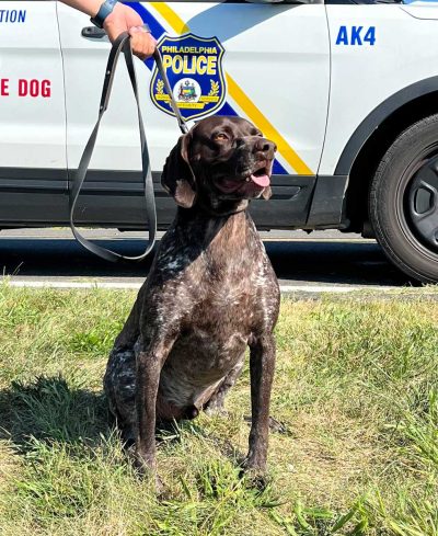 K-9 Tim