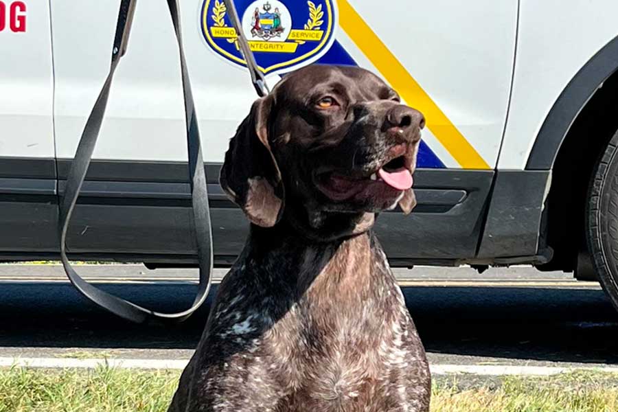 K-9 Tim
