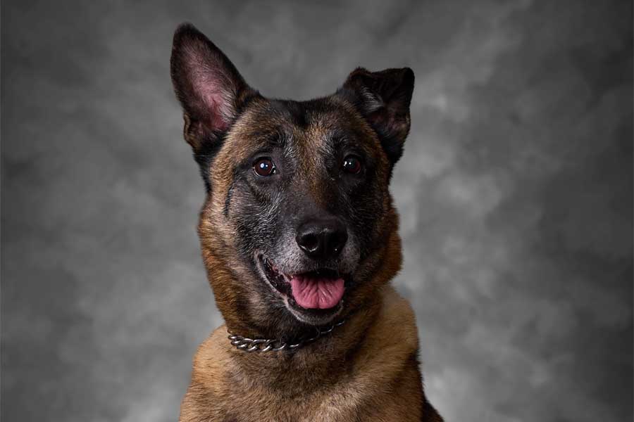 K-9 Bear