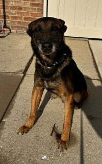 K-9 Bullet