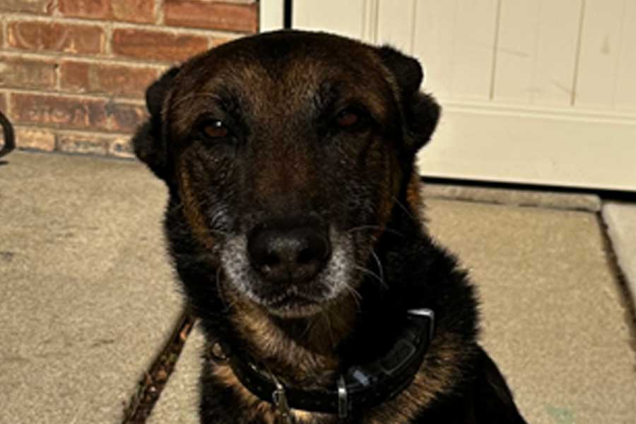 K-9 Bullet