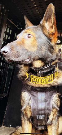 K-9 Kevin