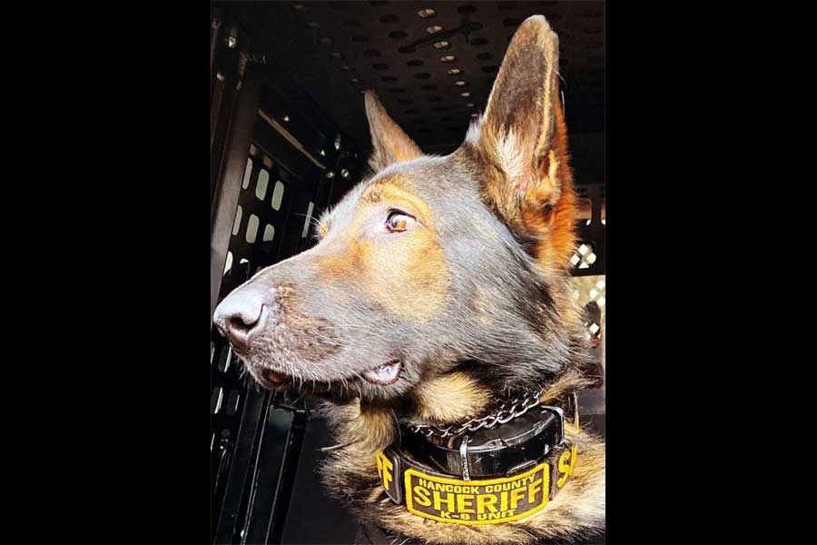 K-9 Kevin